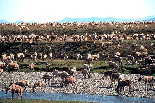 Photo: U.S. Fish and Wildlife Service